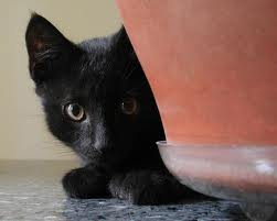 kittengirl622