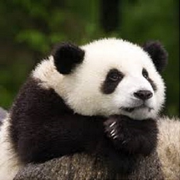 pandaman4200