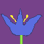 the flower