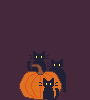 pumpkin cats