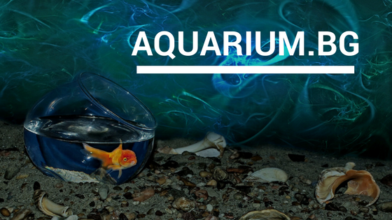 aquarium-bg
