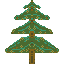 spruce