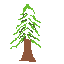 a simple pine tree