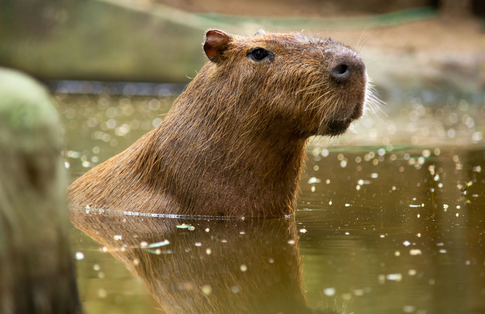 capibara anonimo