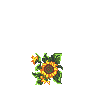 the friendship sunflower