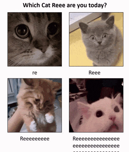 Which Cat Reee are you today:?