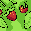 strwberry lifes