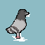 pigeon